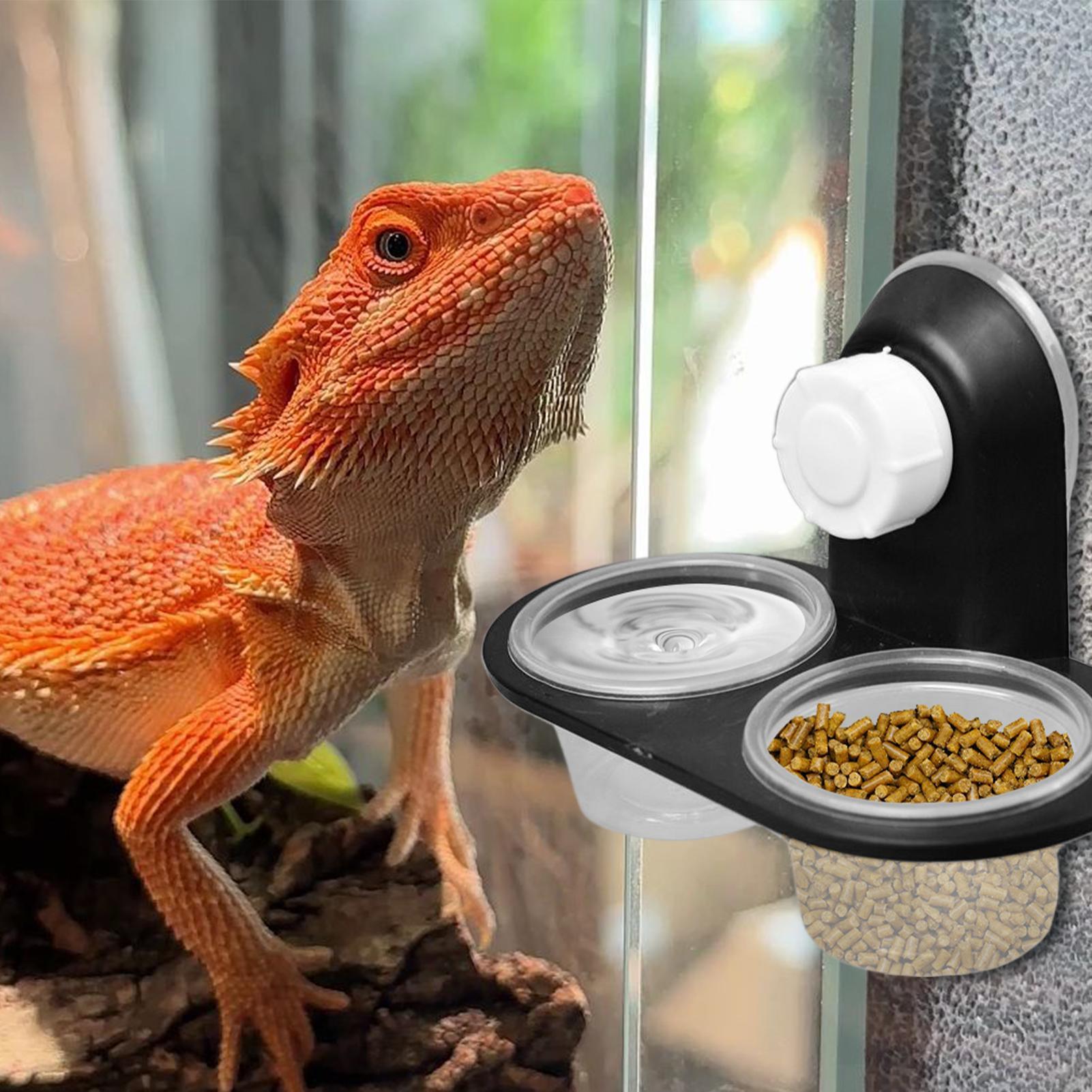 Water Dish Reptile - Plato de Comida para Geckos, Dispensador