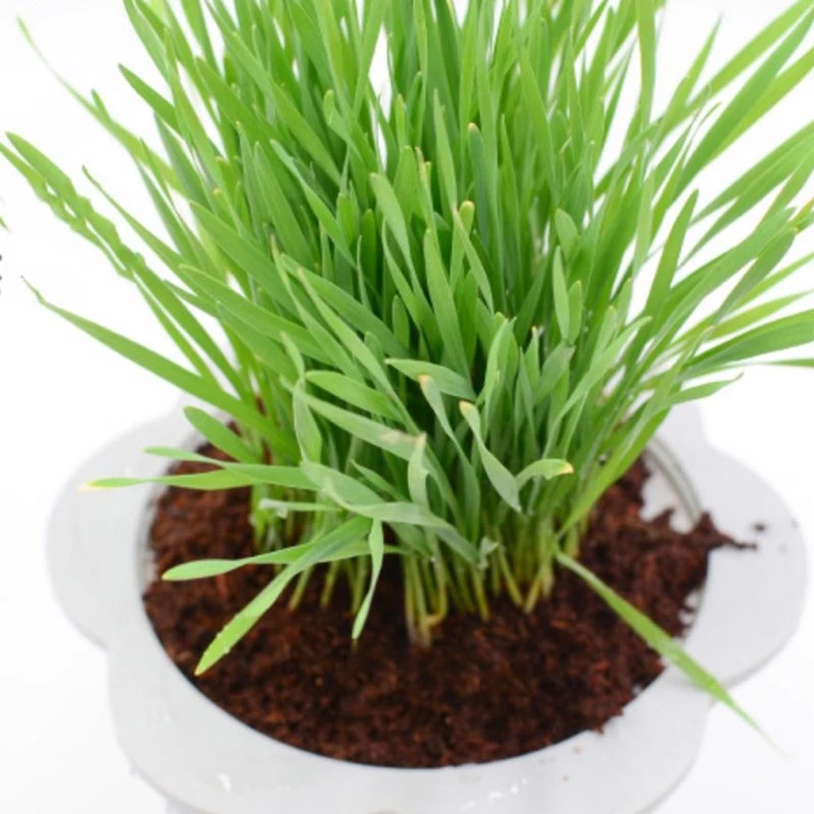 Bloque de Fibra de Coco, Ladri - Substrate Coconut Fiber reseña y precio
