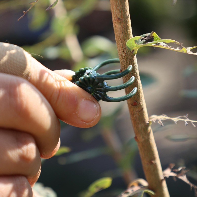 Clips de Soporte para Plantas  - Vine Climbing Plastic reseña y precio