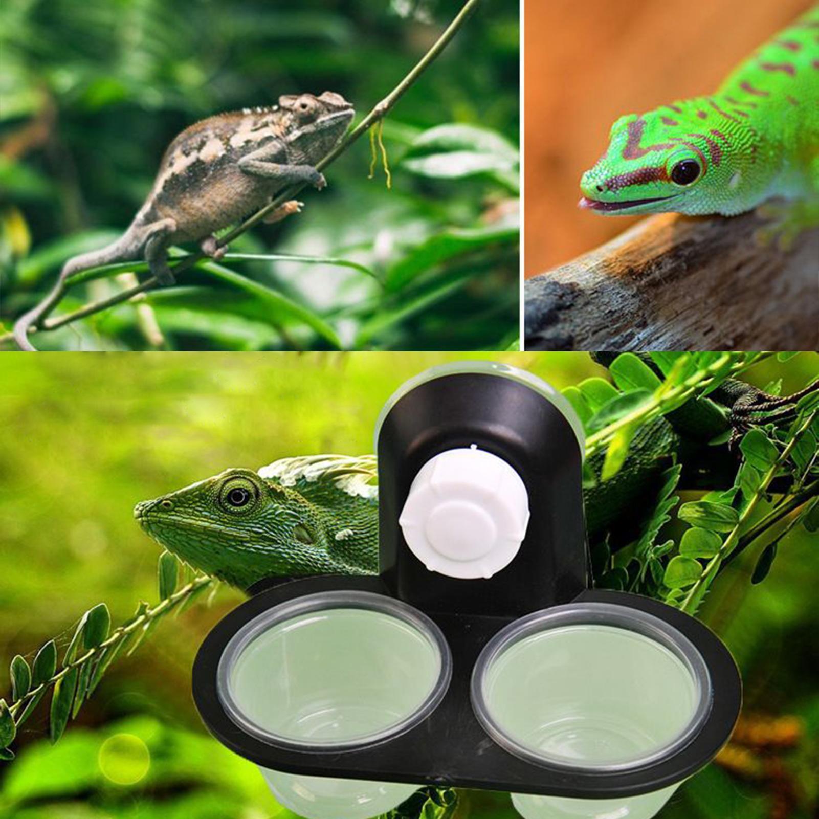 Plato de Comida para Geckos, D - Water Dish Reptile reseña y precio